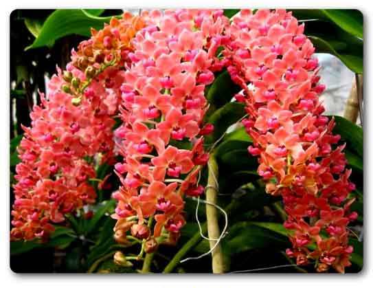 Chhattisgarh State flower, Foxtail orchid, Rhynchostylis gigantea